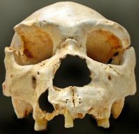 Homo heidelbergensis Cranium 5